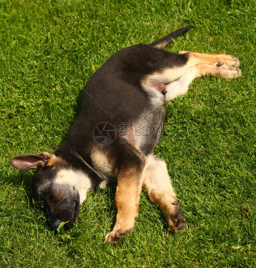 小的德国牧羊犬小狗图片