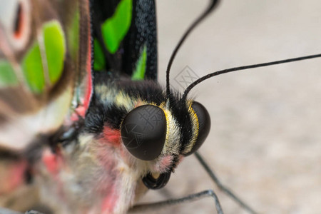 蝴蝶昆虫的宏观特写在自然界的花粉上图片