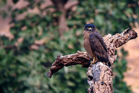 印度拉贾斯坦兰博尔公园的白龙蛇鹰或Spilornis图片