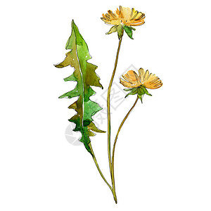 野花卉植物花孤立的野生春叶野花水彩背景插图集水彩画水彩画孤立的图片
