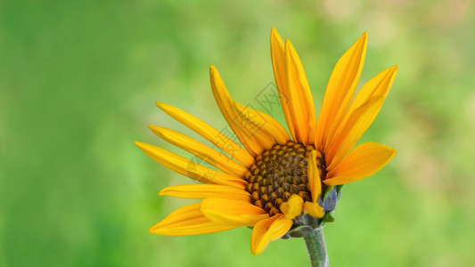 耶路撒冷艺术摄影HelianthusTro图片