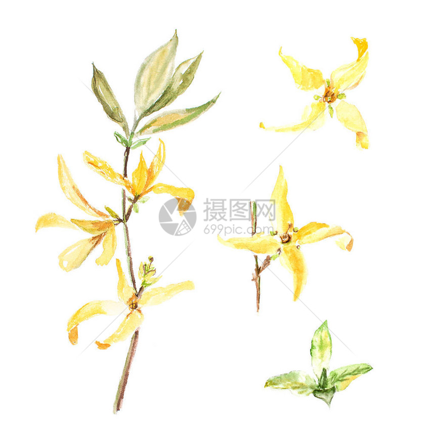 在白色背景下分离的连翘植物水彩插图可用作网页设计化妆品设计包装纺织品卡片图片