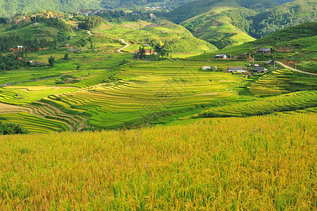 越南沙巴的水稻梯田图片