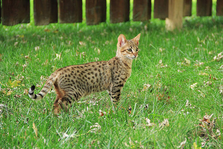美丽的斑点和条纹金色的ServalSavannah小猫图片