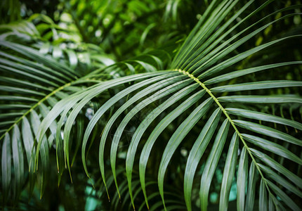 绿色热带棕榈叶背景图片