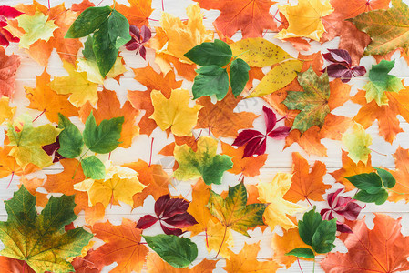木制表面上落下的秋季枫叶的顶视图图片