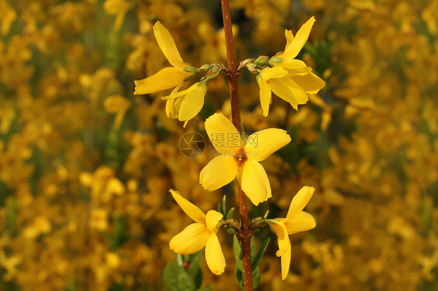 Forsythia春日风图片