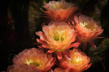 多彩植物粉红和黄花图片