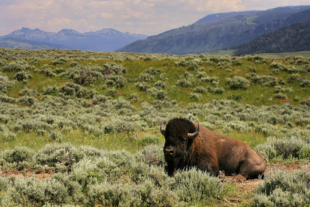 野牛坐在美国怀俄明州和蒙大拿州黄石公园山背景的草地上这种水牛动物是这图片