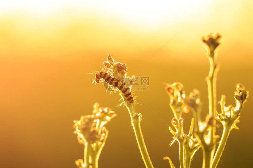 辛纳巴的毛虫是Tyriajacobaeae的幼虫在日落时图片