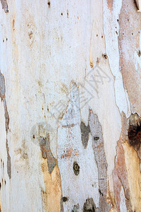 Eucalyptus树皮图片