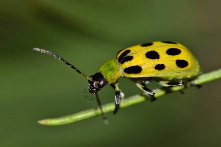 斑点甲虫Diabroticaundecimpunctata沿着松针前进这些甲虫在美国许多地方被认为是害虫背景图片