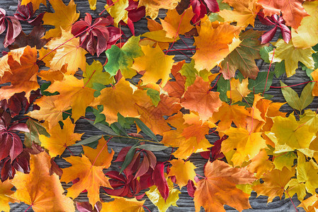木制灰色表面秋季彩叶的顶视图图片