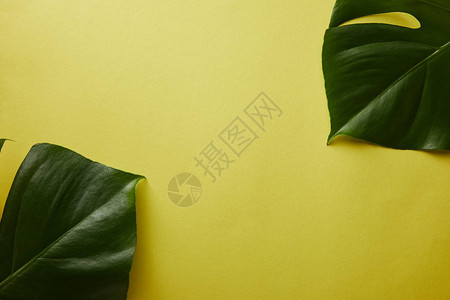 黄色表面上棕榈树叶的顶视图背景图片
