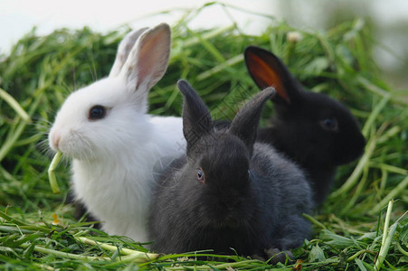 在绿草的黑白小兔子图片
