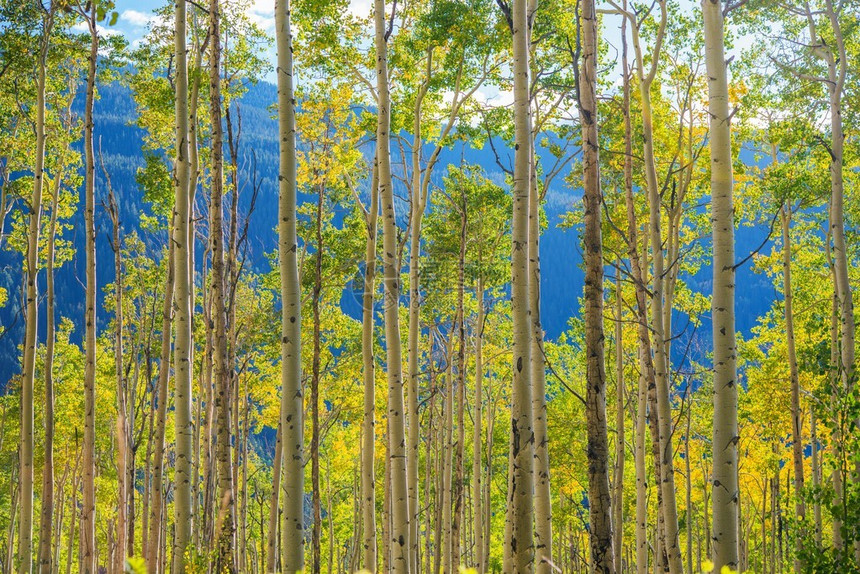 美国科罗拉多州Aspen附近的绿色黄木树景色科罗图片