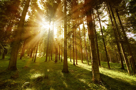 绿色的森林明亮的阳光照耀着树枝图片