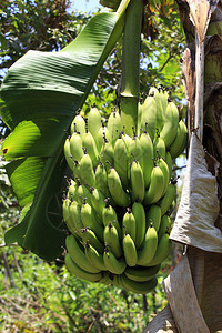 热带香蕉图片