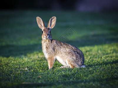 绿草上的野兔图片