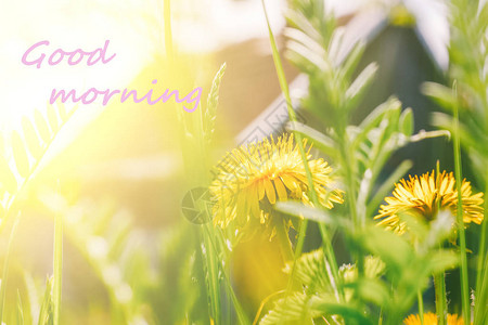 清晨在照片中标注黄花朵和绿草图片