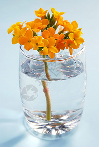 在小玻璃杯中开花黄色长寿花图片