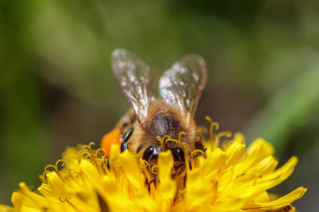 黄花朵上的蜜蜂收集花粉和花蜜在蜂图片