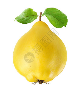 黄色的木瓜背景图片