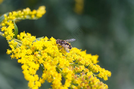 黄花上的黄蜂图片