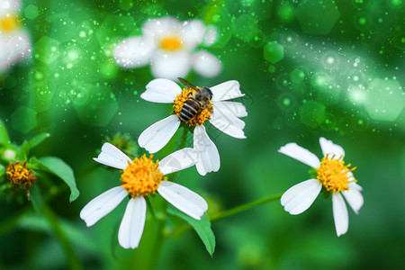 大自然中的白色野花背景图片