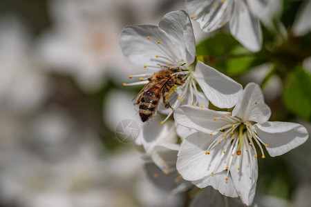 白樱花上的蜜蜂收集花粉和花蜜在蜂图片