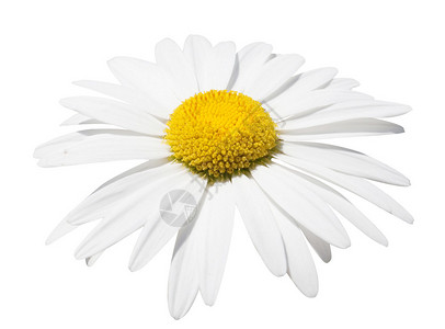 白色背景上的白色甘菊背景图片