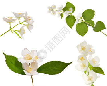 一组茉莉花枝白色背景上孤立的花朵图片