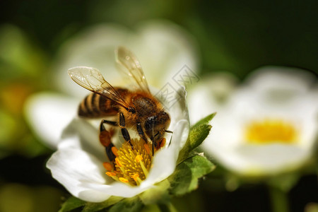 蜜蜂在草莓花上采集花粉和花蜜图片
