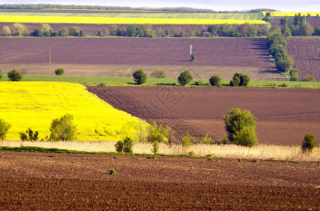 春天的风景开花的油菜花犁过的田野图片