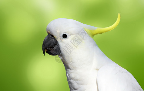 澳大利亚凤头鹦鹉肖像背景图片