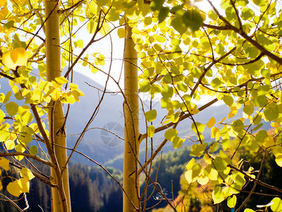 科罗拉多州伍兹湖的金色白杨图片
