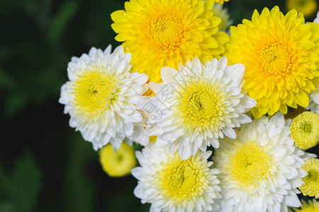 顶视图花园中的白色和黄色菊花美图片