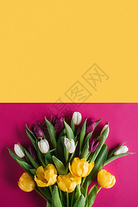 国际妇女节新鲜春季郁金香顶视图背景图片