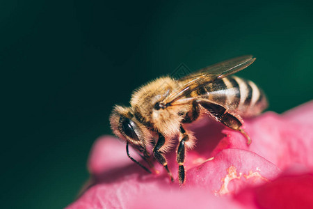 蜜蜂在花上采集花粉图片