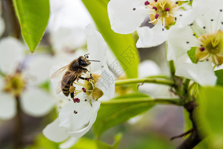 春日好蜜蜂坐在花上采蜜图片