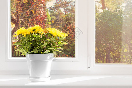 窗台上有黄菊花的盆图片