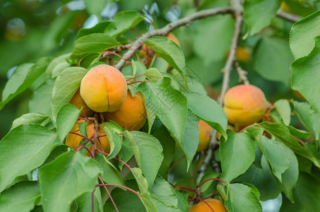 成熟的杏树上生长在反对天空的树杏子杏图片