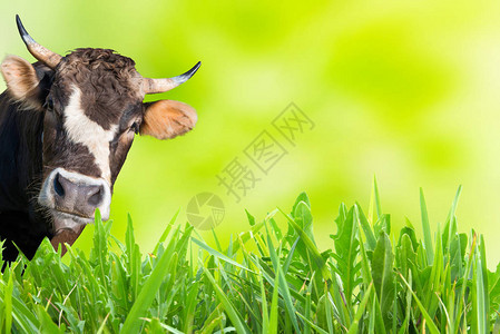 在农田放牧的奶牛与绿草和软背景图片