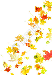 秋天的枫叶上白色孤立图片