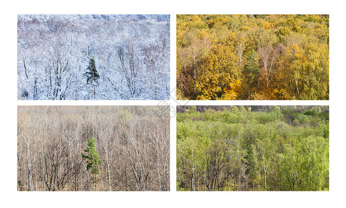 在一年的4个分区冬季秋季春季夏季用松树对森林和松树图片