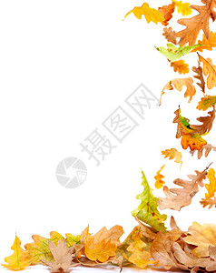 秋橡树叶落下图片