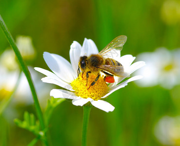 洋甘菊花上的蜜蜂图片