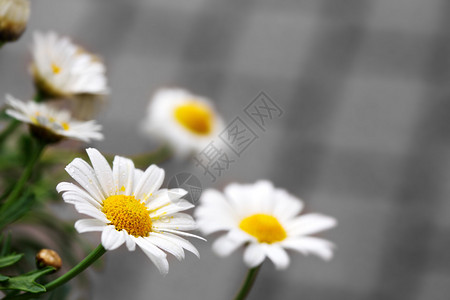 白色雏菊草甸夏天花草甸图片