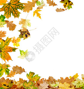 秋天的橡树和枫叶落到地上图片