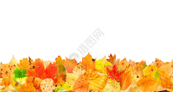 地上多色秋叶图片